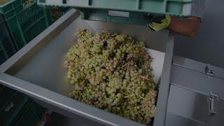 Destemming grapes at a winemaker I SRAML DS10-C Destemmer