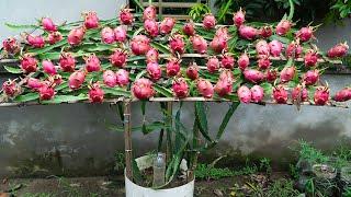 [Gardening at home] How to grow dragon fruit at home for your family to eat all year round