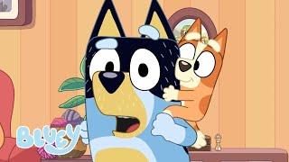 Where's Bingo?   | FULL BLUEY MINISODE | Bluey