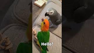 Talking Parrot Answering Scam Call 