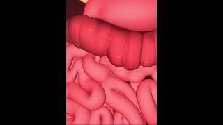 Digestive system- Large intestine (3D Animation)