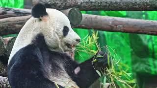 Счастливый ПАПАША ПАНДА ЖУИ Московский ЗоопаркHappy DAD PANDA JUY Moscow Zoo