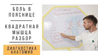 Болит поясница? Квадратная мышца поясницы. Детальный разбор. Часть 1.