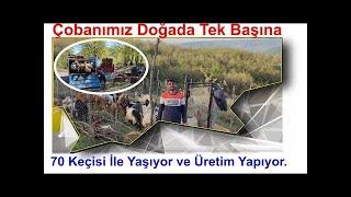 Çobanımız Doğada Tek Başına 70 Keçisi İle Yaşıyor ve Üretim Yapıyor....