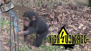 Animals Getting Shocked By Electric Fence | Animals Electric Shock Funny