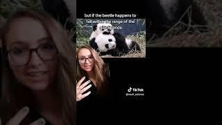 Charismatic and Umbrella Species