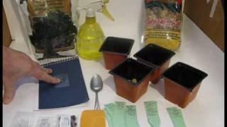 How to Grow Bonsai from Seed