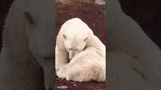 Polar Bears || World Of Animals || WildLife #shorts #twitch #bhfyp #youtube #viral #love