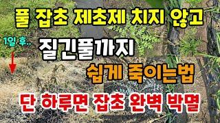 풀잡초 제초제 치지 않고 질긴풀까지 쉽게 죽이는법 하루면 잡초 완벽 박별되는 2가지 방법 #풀저게방법