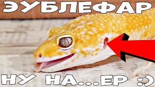 Эублефар, стоит ли покупать ребенку?!