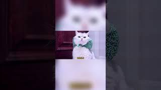 坏主人容嬷嬷上身！拿针扎小猫咪，还逼迫他吃毒药！#猫咪 #铲屎官 #猫主子 #七宝小圆子