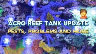 Reef Tank Update: My Battle with Coral Pests and More