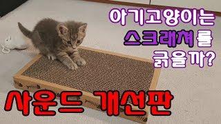 스크래쳐를 처음본 아기고양이의 반응 (사운드 개선판)