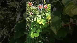 The most beautiful redbud and the tallest lily in Dr A’s garden