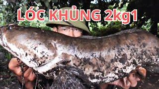 Hugo 2kg1 dọn 10 luồng câu cá lóc khủng tự nhiên p9 huynhvananfishing