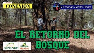 EL RETORNO DEL BOSQUE, Michoacán