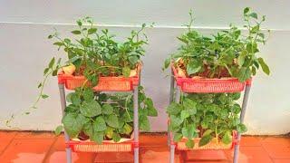 No need for a garden, create your own vegetable tray from a discarded tray