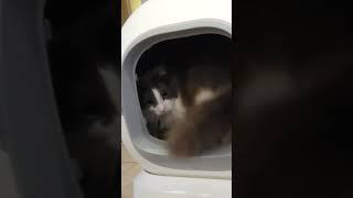 HomerunPET CS106 self-cleaning Litter Box Quick review