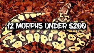 The Top 12 Ball Python Morphs under $200!