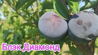 Диплоидная слива Блэк Диамонд/Plum Black Diamond