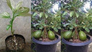 GOOD NEWS FOR YOU TO GRAFTING AN AVOCADO TREE