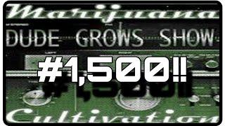 The Dude Grows Show Episode 1500!!!