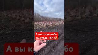 Приехал в питомник и купил 99% всего ПОЛЯ