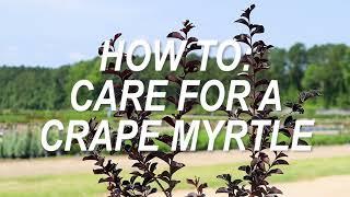 How to Care for Crape Myrtle Trees in the Home Landscape