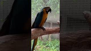 #parrots #amazonka #amazon #qushlar #jaku #kakadu