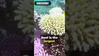 Nature's Symphony || 5 facts || #Facts From stark #facts #shorts #naturefacts