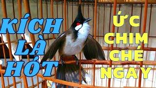 Luyện chào mào hót căng lửa, QUÁ HAY - CHÉ KÍCH BỔI CĂNG ĐÉT, Cách luyện chào mào hót sáng, chao mao