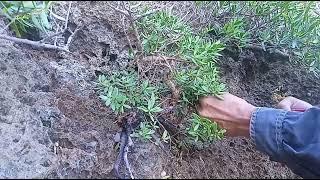 Bonsai hunting Ep.11 yamadori natural bonsai/ Ang unang paghahanap sa taong 2022.