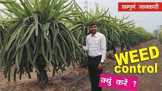 ड्रेगन फ्रूट में खरपतवार नियंत्रण करने का सही और सरल उपाय। Dragon Fruit weed control । 9106310963