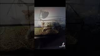 #cat #chat#explore #song #video #calin #tarn