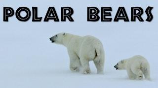 All About Polar Bears for Kids: Polar Bears for Children - FreeSchool