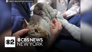 Bodega cat in Manhattan is now living a charmed life