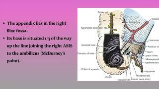 Caecum and appendix anatomy from Snell's anatomy