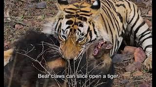 Fearless Tiger Kills A Sloth Bear