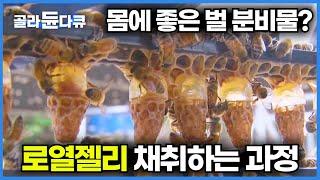 중국에서는 불로장수의 묘약, 한국에서는 식약처에서 퇴출당한 건강기능식품?│벌이 주는 또 하나의 양봉 산물, 로열 젤리 채취하는 과정│극한직업│#골라듄다큐