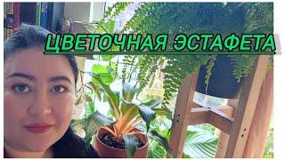 ЦВЕТОЧНАЯ ЭСТАФЕТА ️