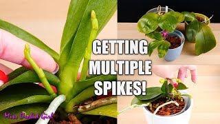 Phalaenopsis Orchids - How I get multiple flower spikes! 