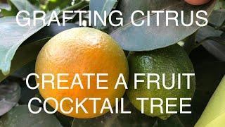 GRAFTING CITRUS- BEGINNERS GUIDE TO CREATE A FRUIT COCKTAIL TREE