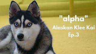 ''alpha'' Alaskan Klee Kai - Miniature Husky | Ep.3