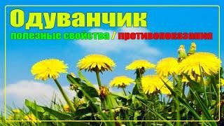 Одуванчик: полезные свойства и противопоказания | Одуванчик: польза и вред | Лекарственные растения