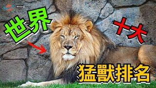 世界十大最兇猛動物排名，冠軍是它，真的讓人意想不到#十方世界  #世界 #奇聞 #冷知識#國家#世界排名#top