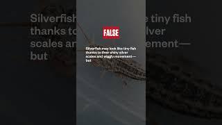 Are silverfish actually fish???  #fish #insects #entomology #pest #facts