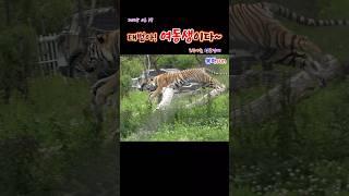 태범아! 여동생이다~~ (2025 06 17)(봉화sun)(호랑이숲) #tiger #zoo #animals #lion