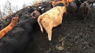 Sorting EVERY Cow We OWN!