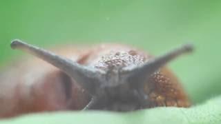Слимак/Snail