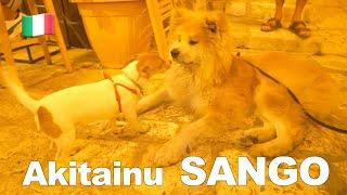 Akita dog ”SANGO" confused by an energetic Italian dog.